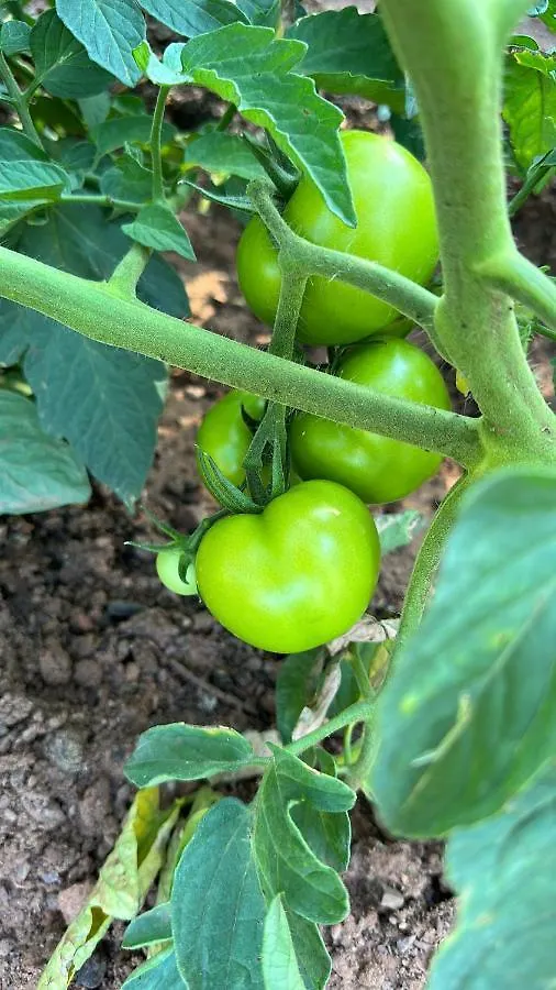Prázdninový dům Sevimli Evler Orhaniye 2 Marmaris